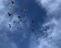 Bei einem Wettbewerb: Tauben auf dem Weg nach Hause.