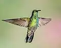 Ein Grüner Veilchenohrkolibri im Flug