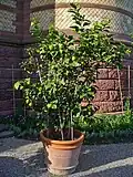 Ein Zitronenbaum im Topf, im Botanischen Garten in Karlsruhe