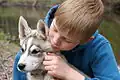 Junger Husky mit Freund