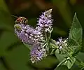 Pfefferminze: Blüten mit Kleiner Keilfleck-Schwebfliege