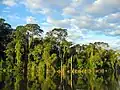 Subtropischer Regenwald in Paraguay