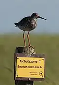 Dieser Vogel auf der Hamburger Hallig heißt Rotschenkel.