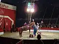 Pferdedressur im österreichischen Zirkus Safari
