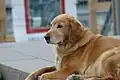 Ein Kanadischer Golden Retriever