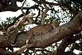 Auf einem Baum sind Leoparden besonders geschützt.
