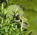 Ein Gavial, gut versteckt im grünen Gras