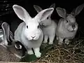 Kaninchen sind Pflanzenfresser und gehören zu den Säugetieren.