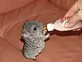 Das Fläschchen ist nur eine Notlösung, falls die Mutter fehlt.