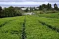 Auf einer Teeplantage auf den Azoren.