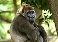 Die Cross-River-Gorillas sind besonders selten.
