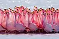 Der Jamesflamingo lebt in Südamerika.