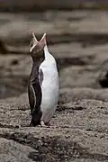 Ein Pinguin