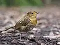 Ein junges Rotkehlchen