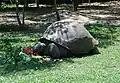 Galapagos-Riesenschildkröte Harriet in einem Zoo in Australien. Sie wurde 176 Jahre alt.