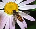 Viele Pflanzen werden von Insekten bestäubt.