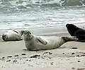 Seehunde, hier bei Helgoland, sind die größten Raubtiere in Deutschland.