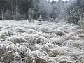 Moos mit Raureif in Schweden
