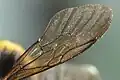 Flügel einer Hummel, stark vergrößert