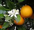 Blüten und Früchte gibt es manchmal zur gleichen Zeit.