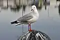 Die Silberkopfmöwe sieht man in Australien.