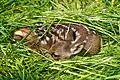 006 Wild baby fawn saved from certain and brutal death Photo by Giles Laurent.jpg