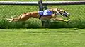 Der Greyhound ist ein Rennhund. Er gilt als schnellster Hund der Welt.