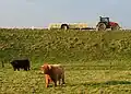 Auf dem Westerdeichstrich in Schleswig-Holstein wird Kohl geeerntet.