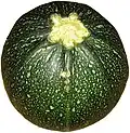 Eine runde und gefleckte Zucchini