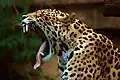 Dieser Jaguar zeigt seine starken Zähne.