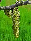 Männliche Blüten