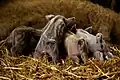 Ferkel eines Wollschweins, etwa einen Monat alt, eine Rasse von Hausschweinen