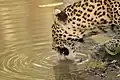 Wie alle Katzen trinkt der Leopard mit seiner Zunge.