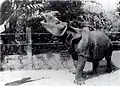 Ein Java-Nashorn auf einer Postkarte um das Jahr 1900