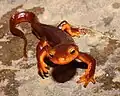 Ein Taricha torosa in Kalifornien