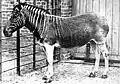 Die Tierart Quagga war mit den Zebras verwandt. Das letzte Quagga starb am 12. August 1883.