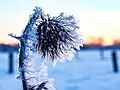 Winter in Deutschland: Eiskristalle um eine Distel.
