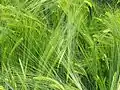 Ein Feld mit unreifer, grüner Gerste