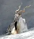 Die Schraubenziege hat ganz besondere Hörner.