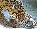 Eine Jaguar-Mutter packt ihr Junges vorsichtig am Nacken, um es an einen anderen Ort zu bringen.
