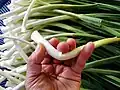 Grüner Knoblauch