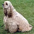 Der American Cocker Spaniel