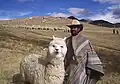 Ein Mann in Bolivien mit einem Alpaka