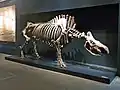 Das Skelett eines Wollnashorns