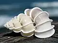 Das Gehäuse einer Wendeltreppen-Schnecke