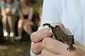 Der Fuß einer Fledermaus: Die Krallen sind gut zu sehen.