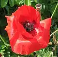 Zeichen für den Krieg: Mohn wächst auf ehemaligen Schlachtfeldern