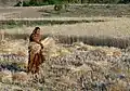Diese Frau in Indien erntet ihren Weizen von Hand.