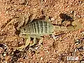 Dieser kleine grüngelbe Skorpion zählt zu den sehr giftigen Arten. Er lebt in Arabien.