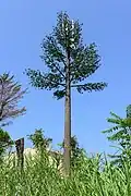 Dieser Baum ist nicht echt: Die italienische Armee will nicht, dass man ihre Antenne sofort sieht.